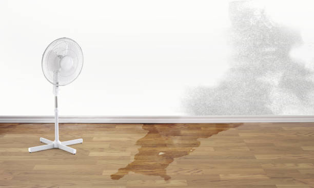 Best Mold removal after water damage  in Soddy Daisy, TN